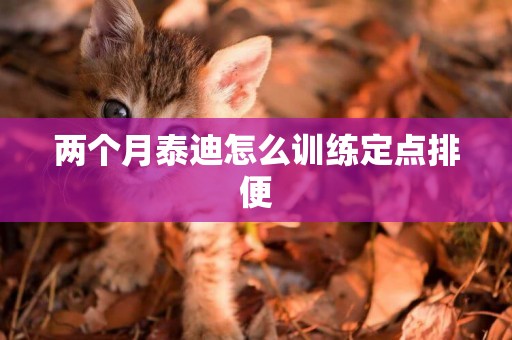 兩個月泰迪怎么訓練定點排便
