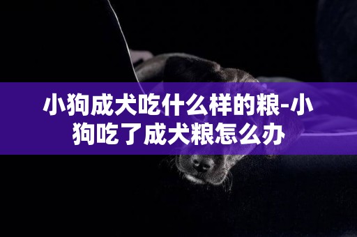 小狗成犬吃什么樣的糧-小狗吃了成犬糧怎么辦