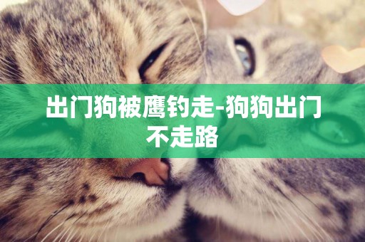 出門狗被鷹釣走-狗狗出門不走路