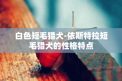 白色短毛獵犬-依斯特拉短毛獵犬的性格特點
