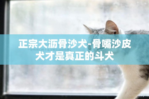 正宗大瀝骨沙犬-骨嘴沙皮犬才是真正的斗犬
