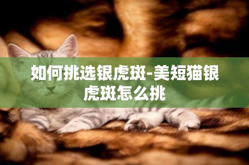 如何挑選銀虎斑-美短貓銀虎斑怎么挑