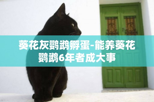 葵花灰鸚鵡孵蛋-能養葵花鸚鵡6年者成大事