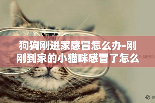 狗狗剛進家感冒怎么辦-剛剛到家的小貓咪感冒了怎么辦