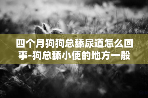 四個月狗狗總舔尿道怎么回事-狗總舔小便的地方一般是怎么回事