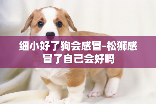 細小好了狗會感冒-松獅感冒了自己會好嗎