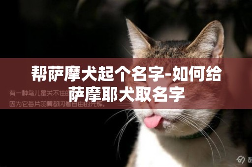 幫薩摩犬起個名字-如何給薩摩耶犬取名字