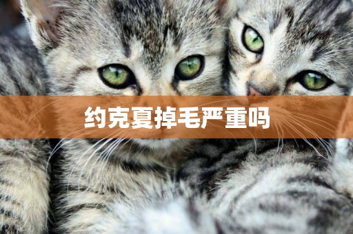 約克夏掉毛嚴重嗎