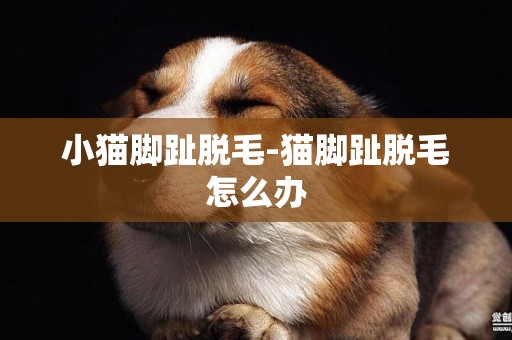 小貓腳趾脫毛-貓腳趾脫毛怎么辦