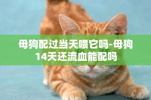 母狗配過當天喂它嗎-母狗14天還流血能配嗎