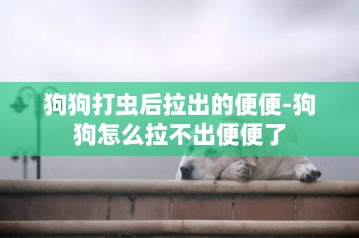 狗狗打蟲后拉出的便便-狗狗怎么拉不出便便了
