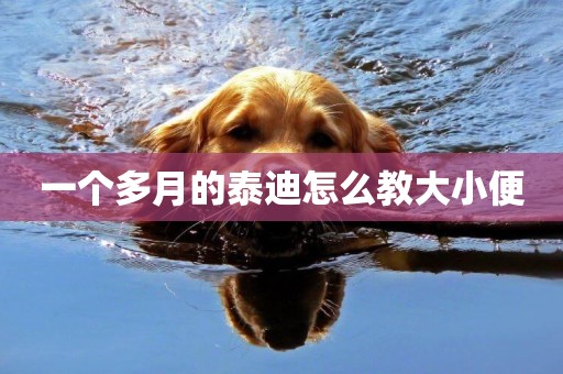 一個多月的泰迪怎么教大小便