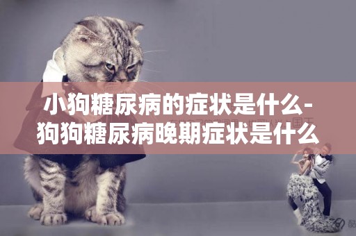 小狗糖尿病的癥狀是什么-狗狗糖尿病晚期癥狀是什么
