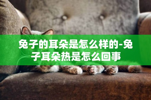 兔子的耳朵是怎么樣的-兔子耳朵熱是怎么回事