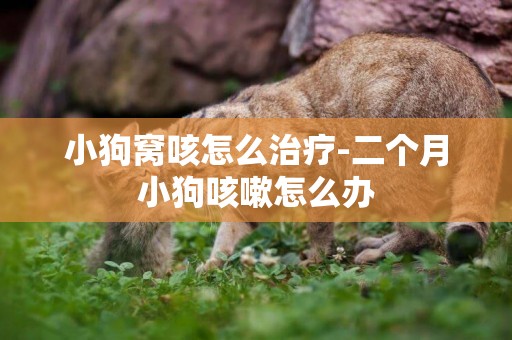 小狗窩咳怎么治療-二個月小狗咳嗽怎么辦