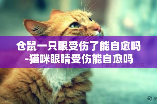 倉鼠一只眼受傷了能自愈嗎-貓咪眼睛受傷能自愈嗎
