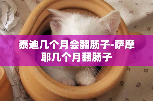 泰迪幾個月會翻腸子-薩摩耶幾個月翻腸子