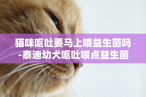 貓咪嘔吐要馬上喂益生菌嗎-泰迪幼犬嘔吐喂點益生菌