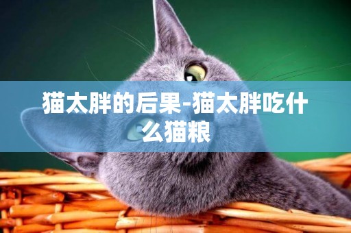 貓太胖的后果-貓太胖吃什么貓糧