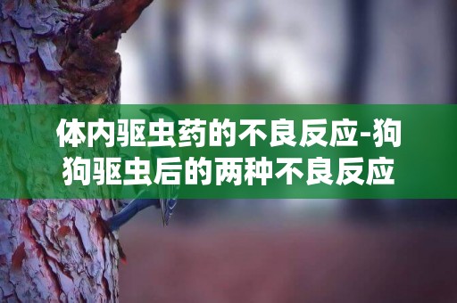 體內驅蟲藥的不良反應-狗狗驅蟲后的兩種不良反應