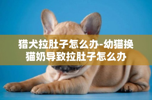 獵犬拉肚子怎么辦-幼貓換貓奶導致拉肚子怎么辦