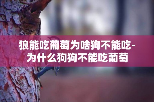 狼能吃葡萄為啥狗不能吃-為什么狗狗不能吃葡萄