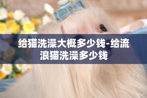 給貓洗澡大概多少錢-給流浪貓洗澡多少錢