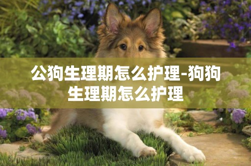 公狗生理期怎么護理-狗狗生理期怎么護理
