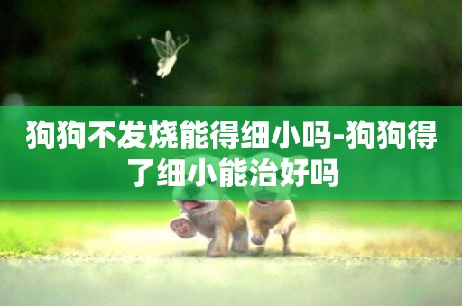 狗狗不發燒能得細小嗎-狗狗得了細小能治好嗎