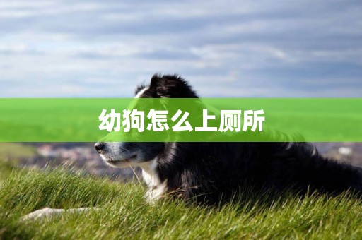 幼狗怎么上廁所