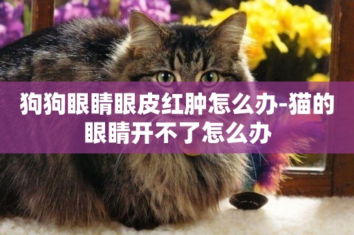 狗狗眼睛眼皮紅腫怎么辦-貓的眼睛開不了怎么辦
