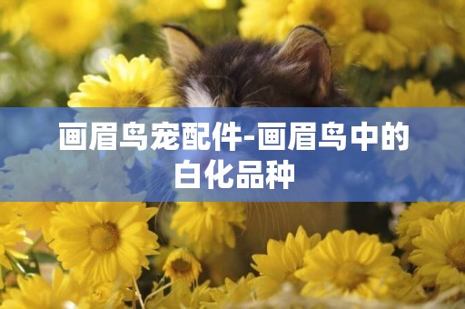 畫眉鳥寵配件-畫眉鳥中的白化品種