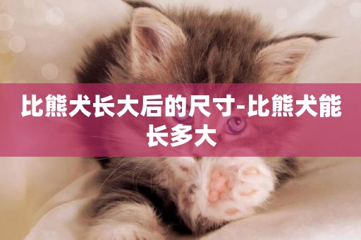 比熊犬長大后的尺寸-比熊犬能長多大
