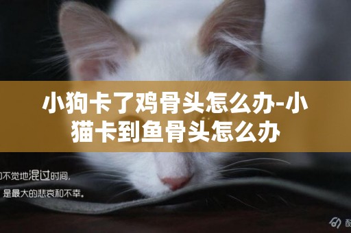 小狗卡了雞骨頭怎么辦-小貓卡到魚骨頭怎么辦