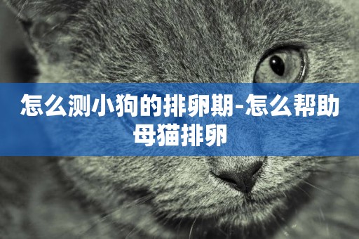 怎么測小狗的排卵期-怎么幫助母貓排卵