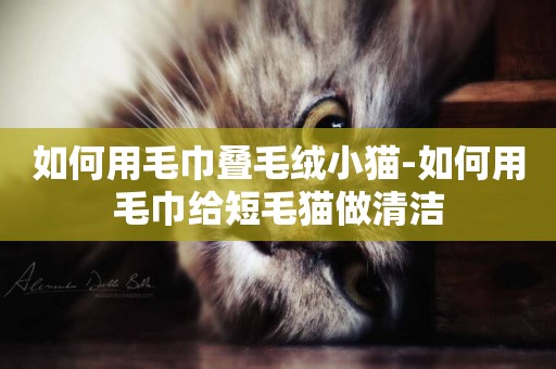 如何用毛巾疊毛絨小貓-如何用毛巾給短毛貓做清潔