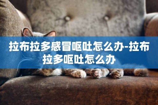拉布拉多感冒嘔吐怎么辦-拉布拉多嘔吐怎么辦