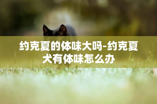 約克夏的體味大嗎-約克夏犬有體味怎么辦