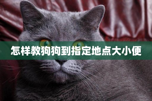 怎樣教狗狗到指定地點大小便