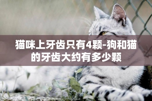 貓咪上牙齒只有4顆-狗和貓的牙齒大約有多少顆