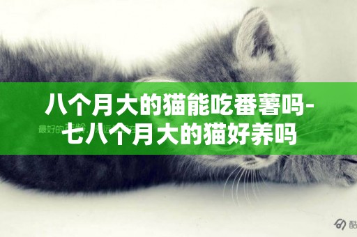 八個月大的貓能吃番薯嗎-七八個月大的貓好養嗎