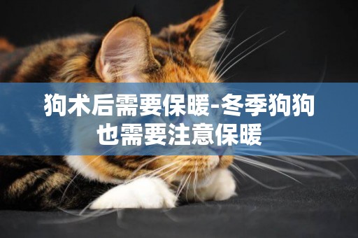 狗術后需要保暖-冬季狗狗也需要注意保暖