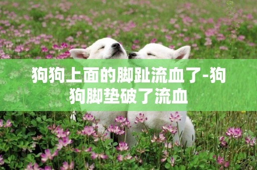 狗狗上面的腳趾流血了-狗狗腳墊破了流血
