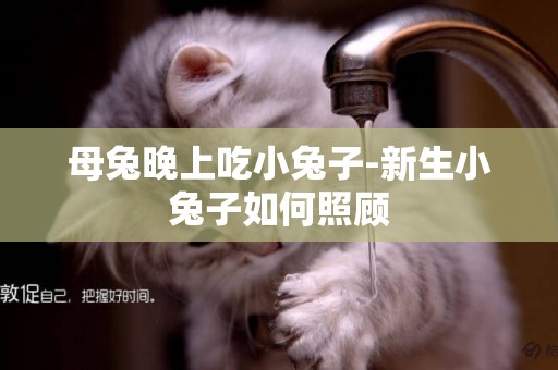 母兔晚上吃小兔子-新生小兔子如何照顧