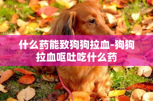 什么藥能致狗狗拉血-狗狗拉血嘔吐吃什么藥