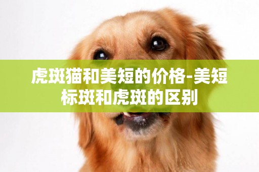 虎斑貓和美短的價格-美短標斑和虎斑的區別