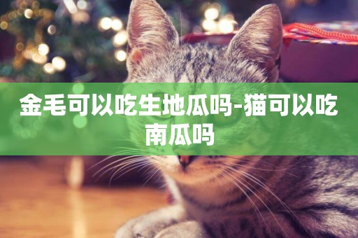 金毛可以吃生地瓜嗎-貓可以吃南瓜嗎