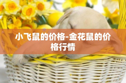 小飛鼠的價格-金花鼠的價格行情