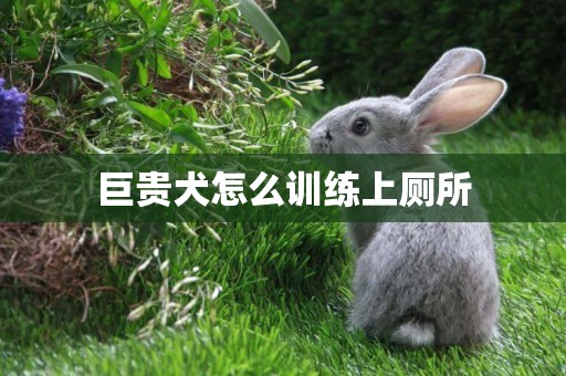 巨貴犬怎么訓練上廁所