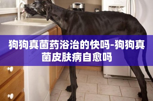 狗狗真菌藥浴治的快嗎-狗狗真菌皮膚病自愈嗎